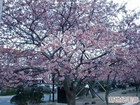 樱花官方网站imomoe暗牧：探索春日樱花之美，倾听玩家对于角色的独特见解与评价