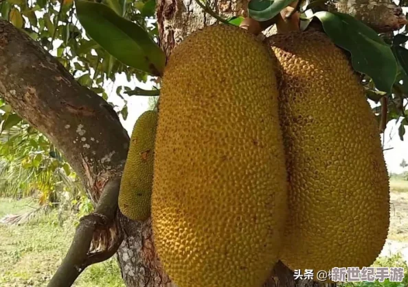 国产一卡2卡三卡4卡芒果：解锁隐藏关卡，开启甜蜜多汁的水果冒险之旅