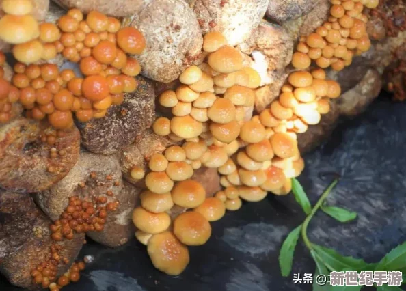 蘑菇视频红色logo版本：独特设计与用户体验的完美结合，值得一试！