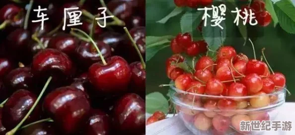 香蕉樱桃水蜜桃猕猴桃菠萝影院：畅享夏日水果盛宴，感受清新口味的极致体验